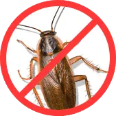 Тараканы БелДезЦентр