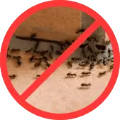 Муравьи БелДезЦентр