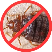 Клопы БелДезЦентр