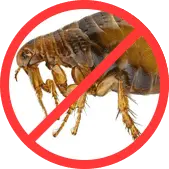 Блохи БелДезЦентр