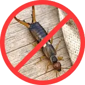 Двухвостоки БелДезЦентр