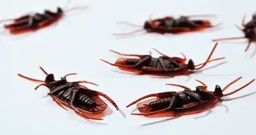 Услуги дезинсекции в Республике Беларусь