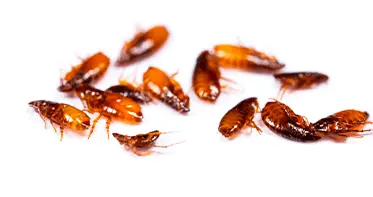 Услуги дезинсекции в Республике Беларусь