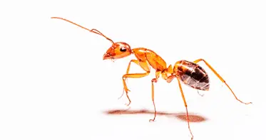 Услуги дезинсекции в Республике Беларусь