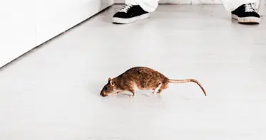 Услуги дезинсекции в Республике Беларусь