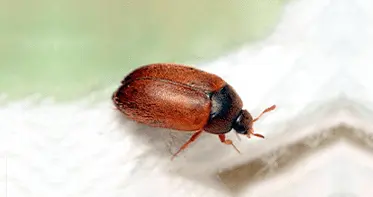 Услуги дезинсекции в Республике Беларусь