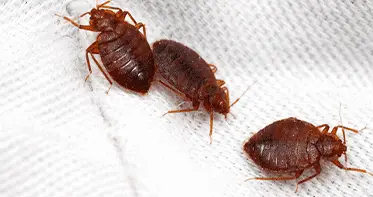 Услуги дезинсекции в Республике Беларусь